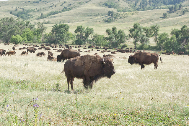 Custer State Park