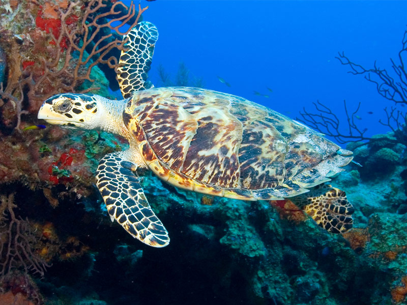 Bloody Bay Marine Park