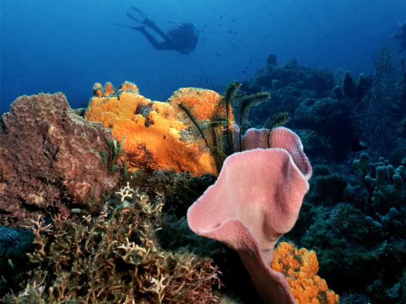 Champagne Reef, Dominica