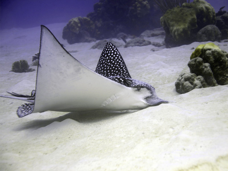 Curacao Underwater Marine Park