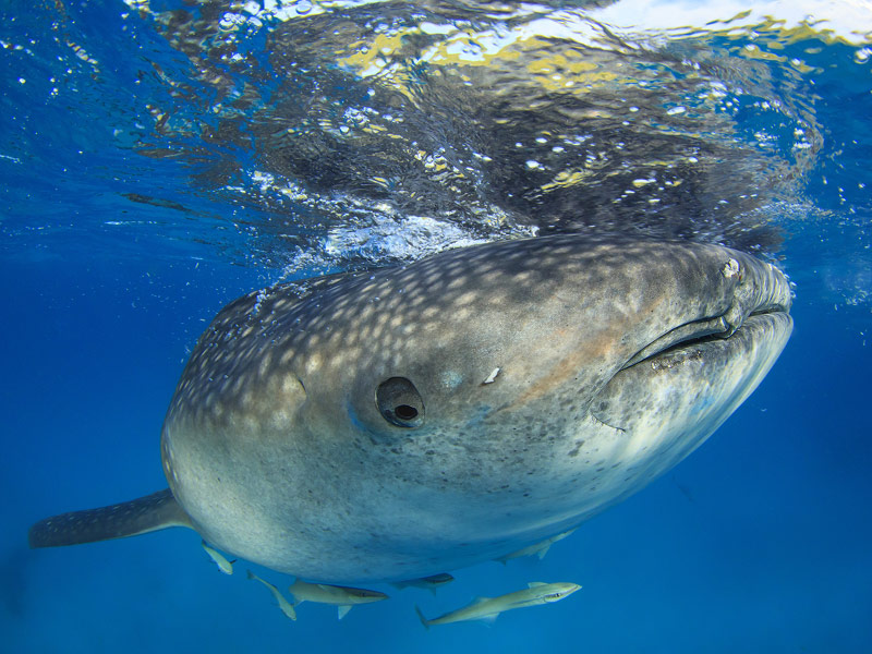 Isla Mujeres, Mexico