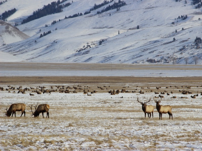 National Elk Refuge, Jackson