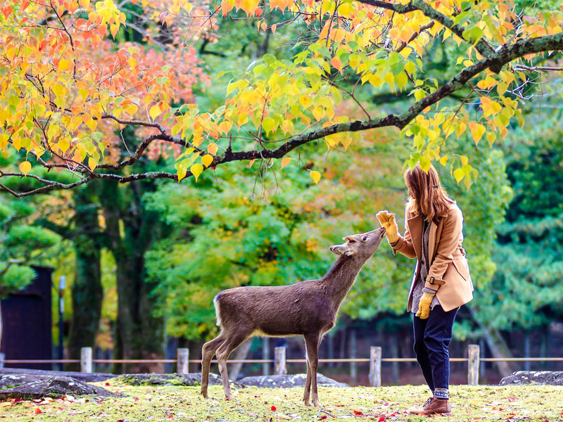 Nara, Japan