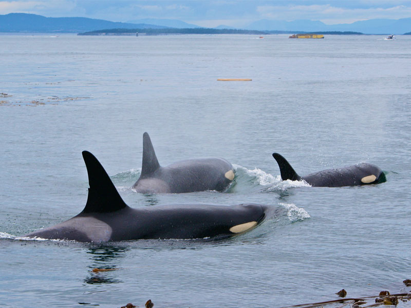 San Juan Islands, Washington