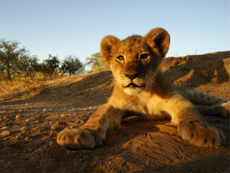 Kruger National Park, South Africa