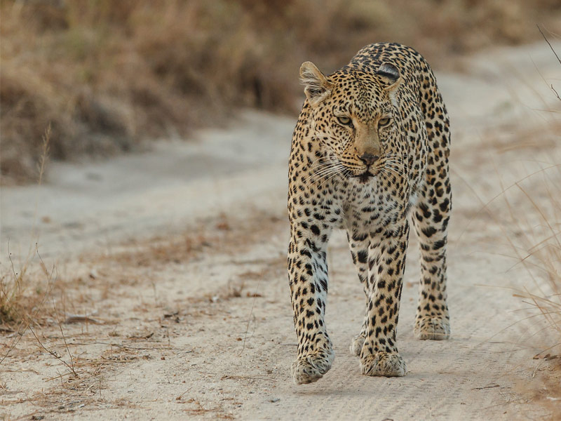 Sabi Sands Game Reserve, South Africa