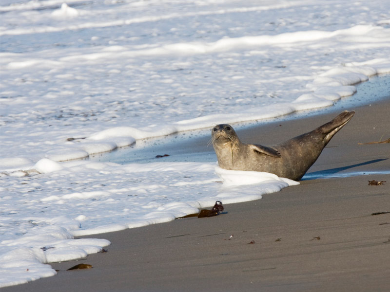 Carpinteria Harbor Seal Preserve and Rookery