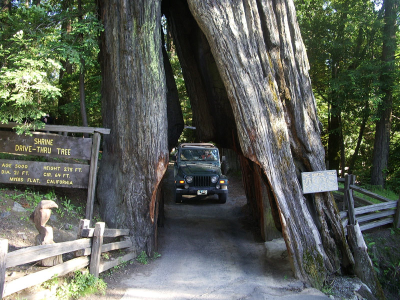 Humboldt Redwoods State Park and the Shrine Drive-Thru Tree