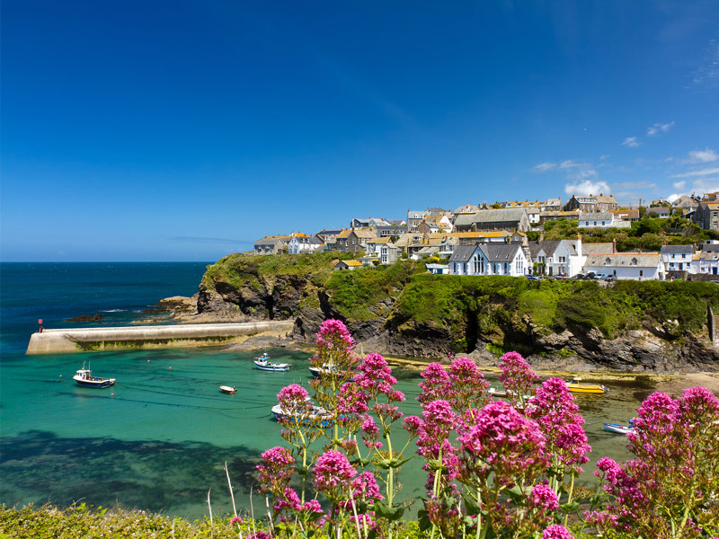 purple flowers overlooking cornwall coast