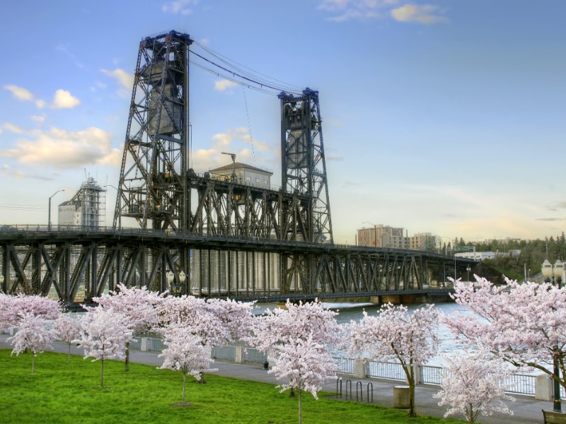 Steel Bridge and Cherry Blossom Trees in Portland Oregon.