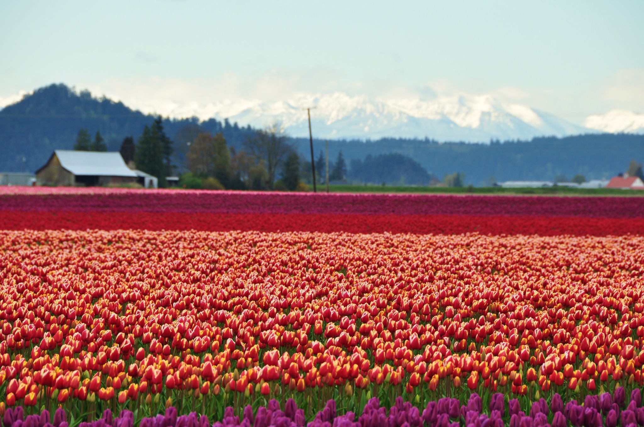 Skagit Valley Tulip Festival