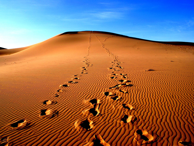 The Gobi Desert