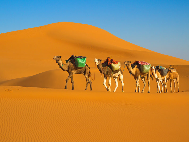 The Sahara Desert