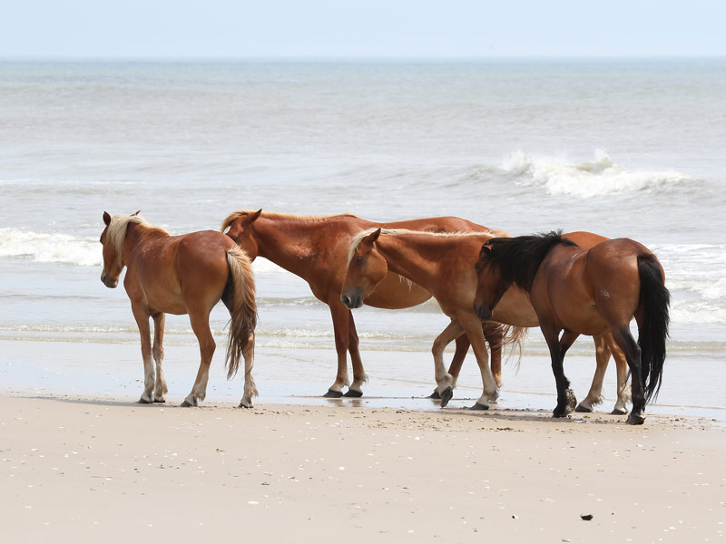 Corolla, North Carolina