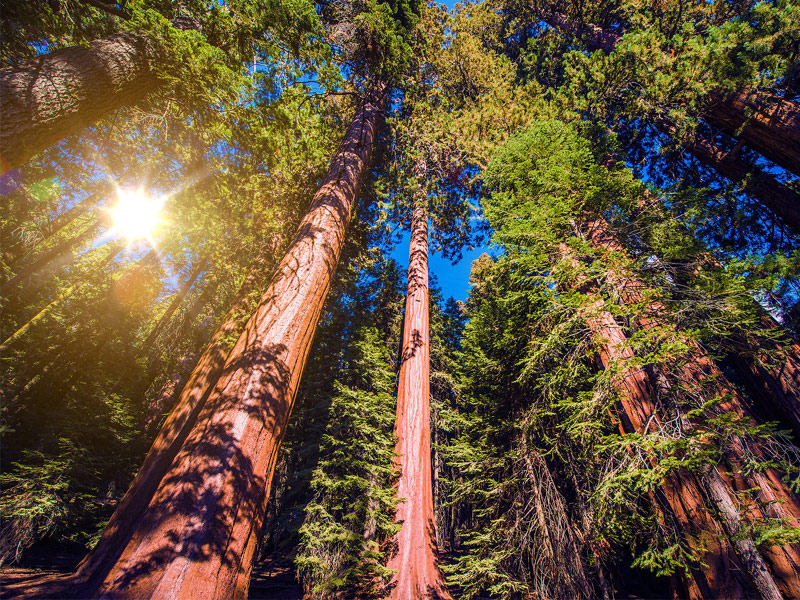 The Giant Forest, California