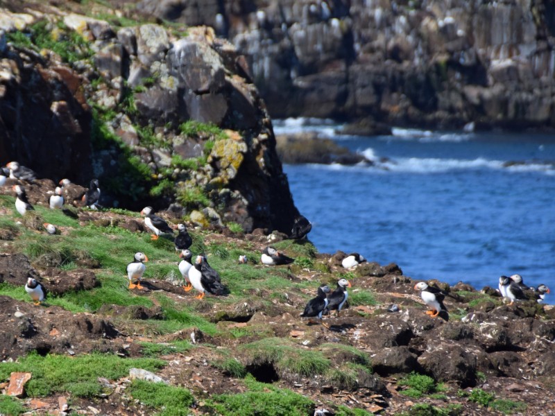 Puffin Site in Elliston