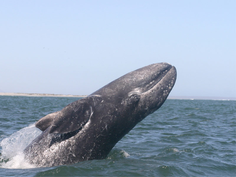 San Ignacio Lagoon, Baja, Mexico Whale Watching