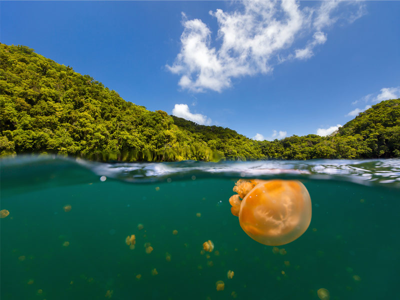 Jellyfish Lake, Palau