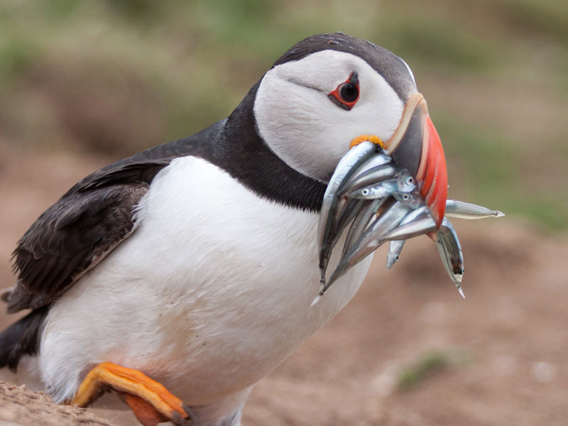 Skomer Island