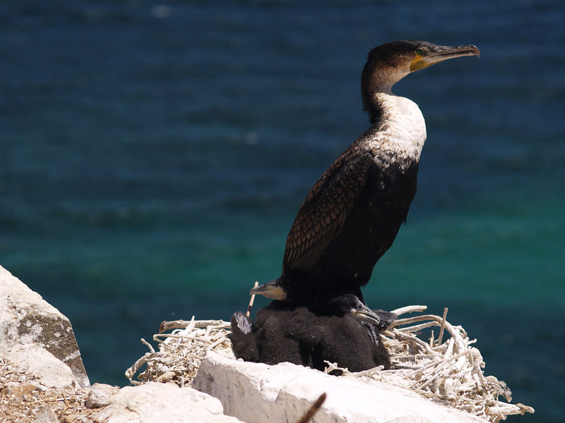 Iles de la Madeleine, Senegal