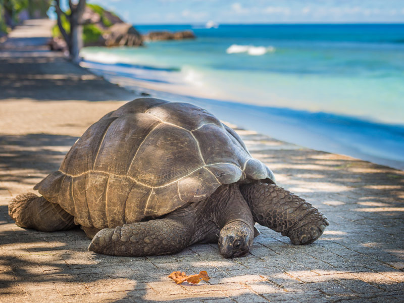 Seychelles