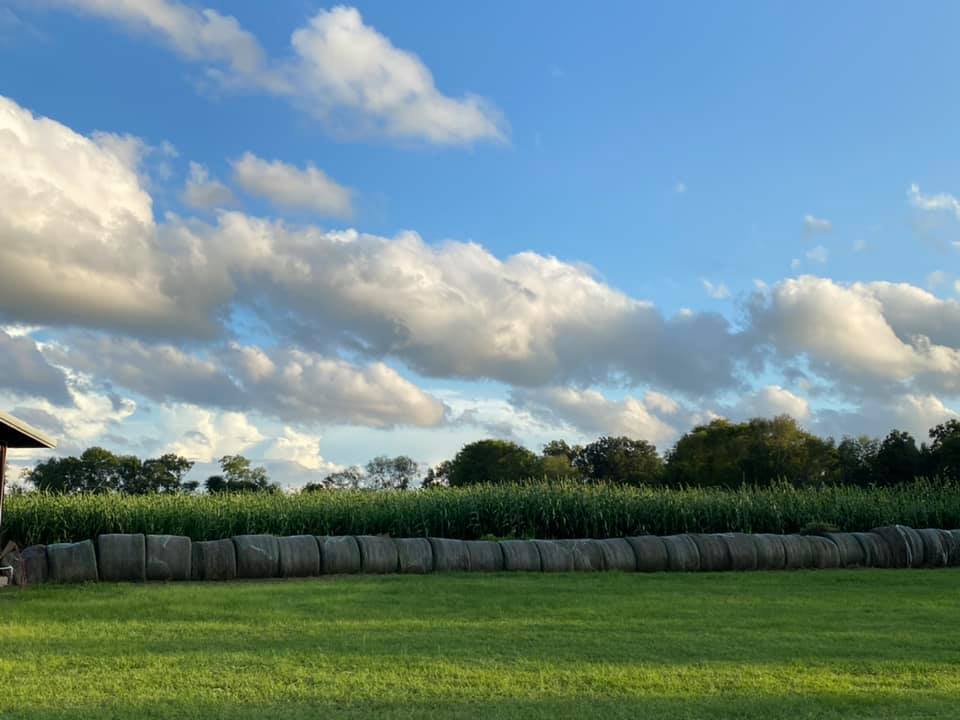 Newberry Cornfield Maze