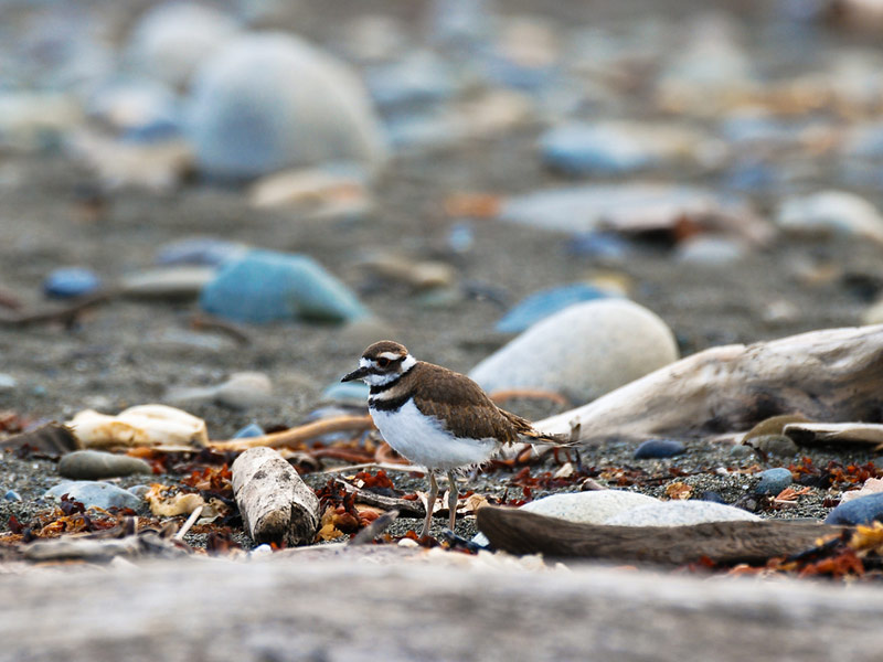 Dungeness National Wildlife Refuge, Dungeness
