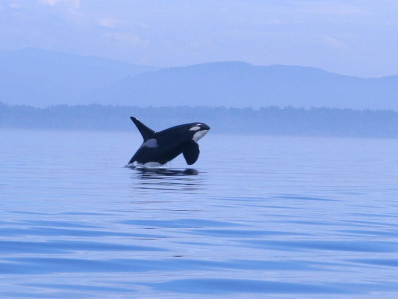 Whale Watching San Juan Island, WA