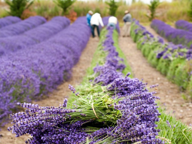 Purple Haze Lavender Farm, Sequim