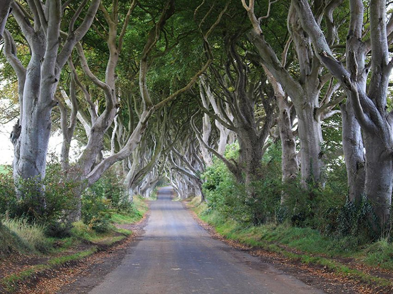 The Dark Hedges, Ballymoney
