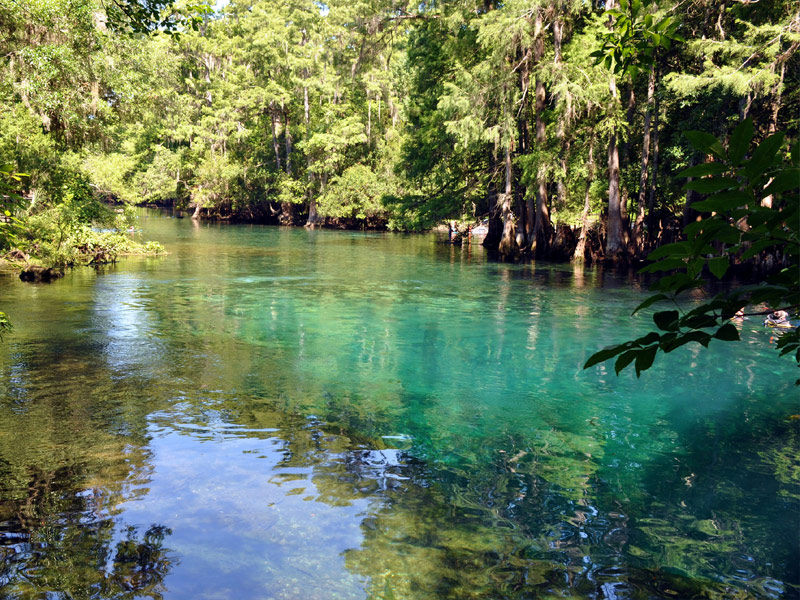 Manatee Springs