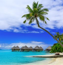 tropical beach and palm trees