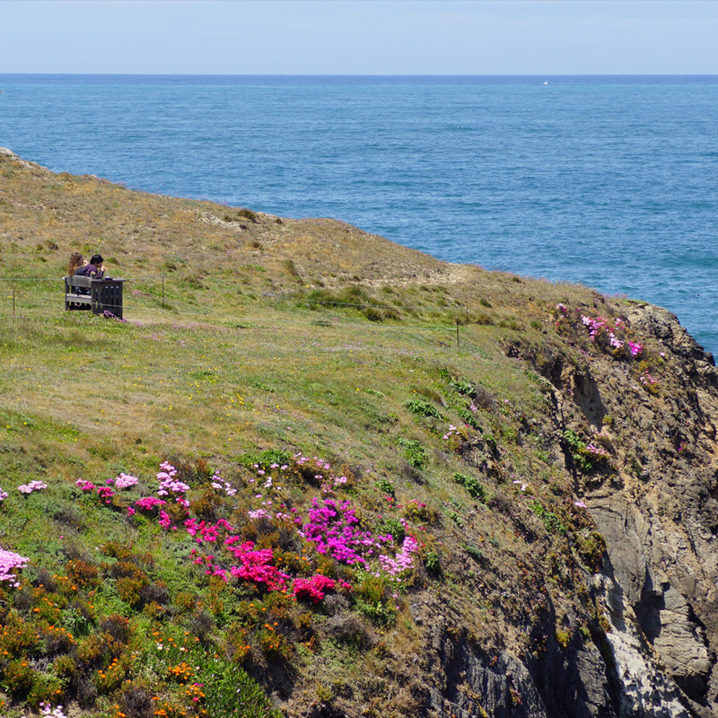 Mendocino Coast Botanical Gardens, Mendocino, California 