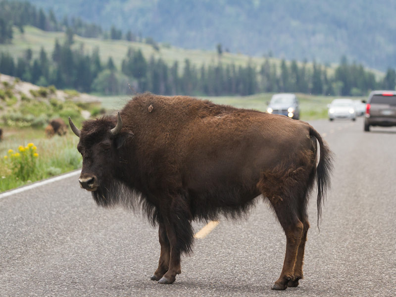 Yellowstone National Park, Wyoming 