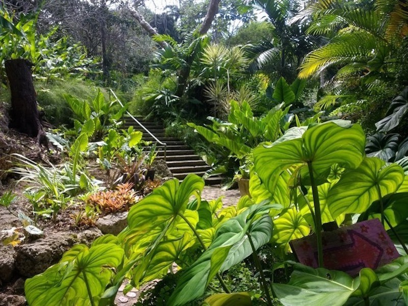 Andromeda Botanical Gardens