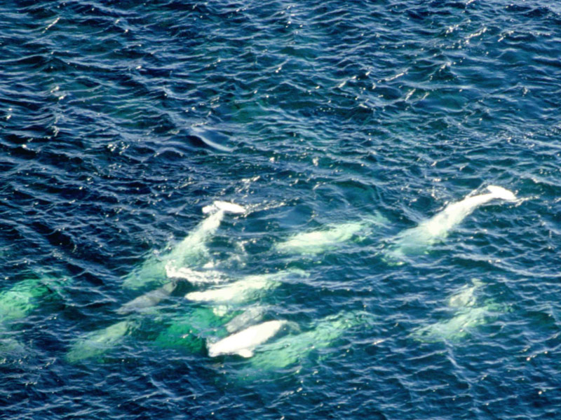 Beluga Whales