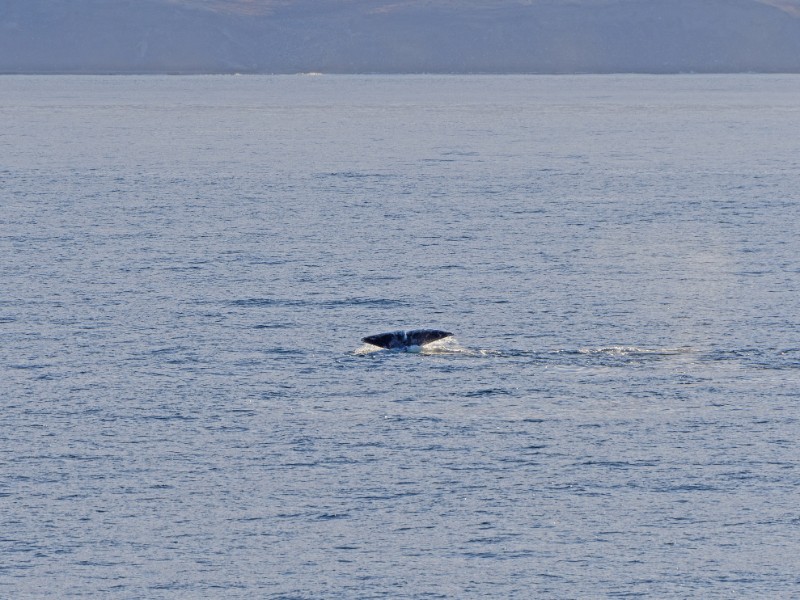 Bowhead whale flukes in the arctic in Isabella Bay of the Ninginganiq National Wildlife Area on Baffin Island in Nunavut, Canada