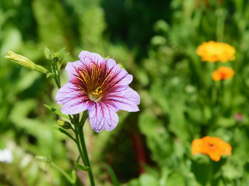 Chanticleer Garden