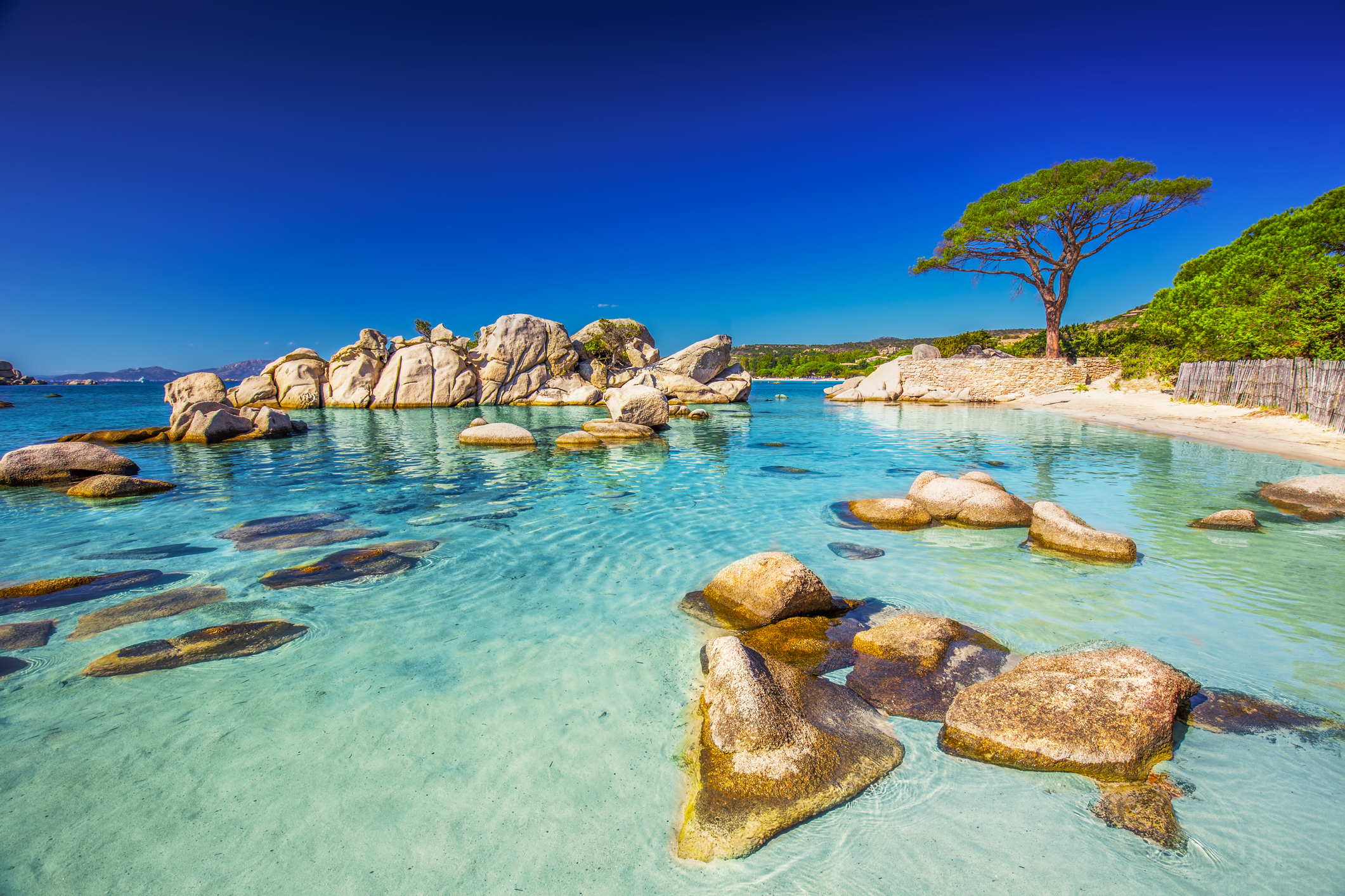 Pine tree on Palombaggia beach, Corsica.