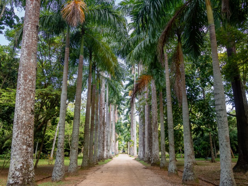 Jardim Botanico - Rio de Janeiro, Brazil