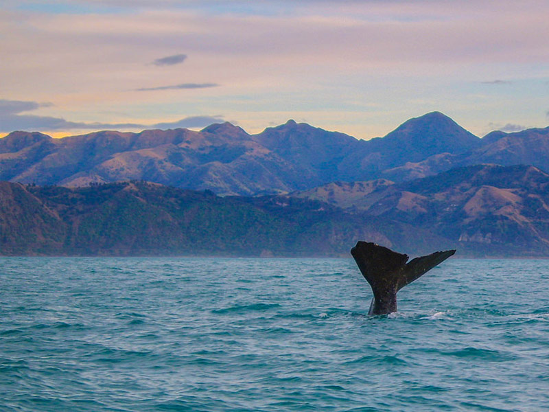 Kaikoura, New Zealand