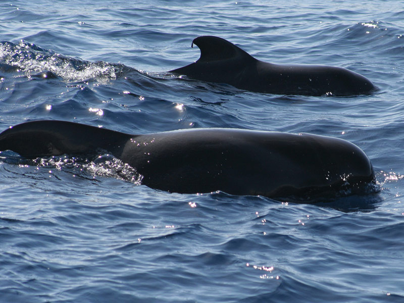 Strait of Gibraltar, Spain