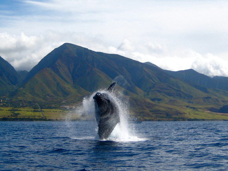 Whale breaching with volcanic island in background