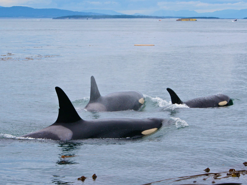 San Juan Island