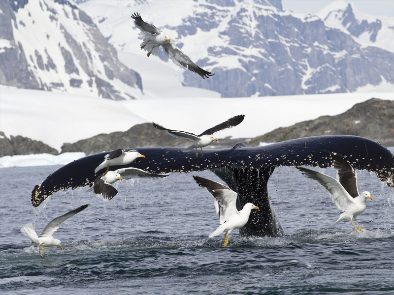 Antarctic Peninsula 