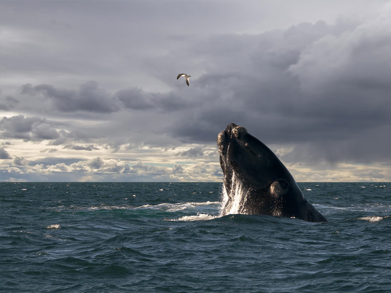 Puerto Madryn, Argentina 