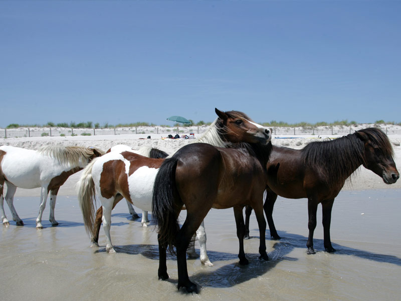 Assateague Island