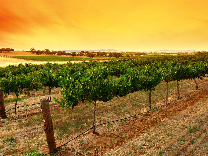 Barossa Valley