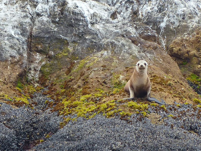 Farallon Islands
