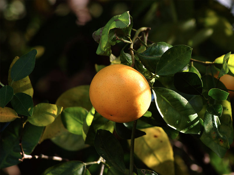 Florida Orange